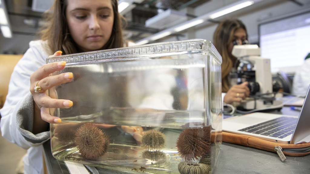 students working with urchins
