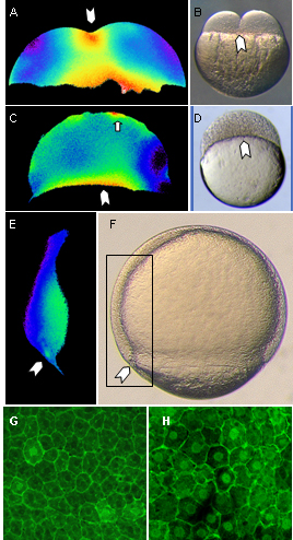 Dynamic stages of calcium release in zebrafish and ectopic nuclear Beta-catenin.