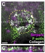 A wounded Drosophila embryo fixed and stained for the cytoskeletal protein F-actin (green), the extracellular matrix protein collagen IV (gray), and the hemocyte marker Serpent (magenta). Collagen IV accumulates at the wound site.