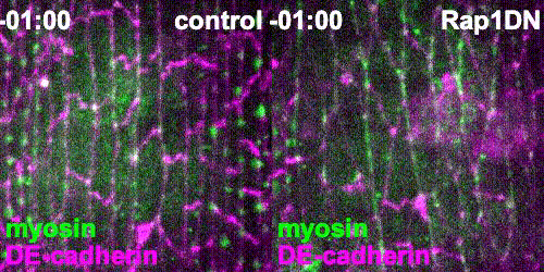 Stage 14 Drosophila embryos expressing non-muscle myosin II tagged with GFP (green) and the cell adhesion protein DE-cadherin tagged with tdTomato (magenta) undergoing wound closure. The control embryos (left) repair their wounds within about 45 minutes with significant accumulation of myosin II at the leading edge, while embryos expressing a dominant-negative form of the small GTPase Rap1 (right) take significantly longer to heal and are defective in myosin accumulation.