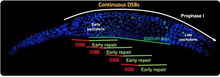 Dissected gonad of C. elegans stained with DAPI (chromosomes, blue) and RAD-51 (ssDNA binding protein, green). DSB repair intermediates (RAD-51) are observed throughout meiosis, but peak at mid-pachytene stage. DSBs are created continuously up to mid-late pachytene transition. 