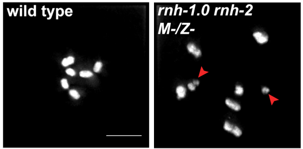 Diakinesis chromosomes of wild type (left) and mutants deficient for RNase H (right). Chromosomal fragments in the mutant are indicative of defects in DNA damage repair. 